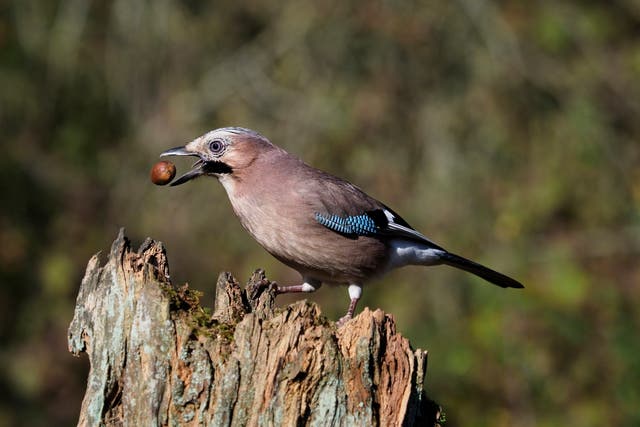 <p>Jays may be responsible for planting as many as one in two oak trees, and  research suggests they cultivate young oaks to feed fresh new leaves to their chicks</p>