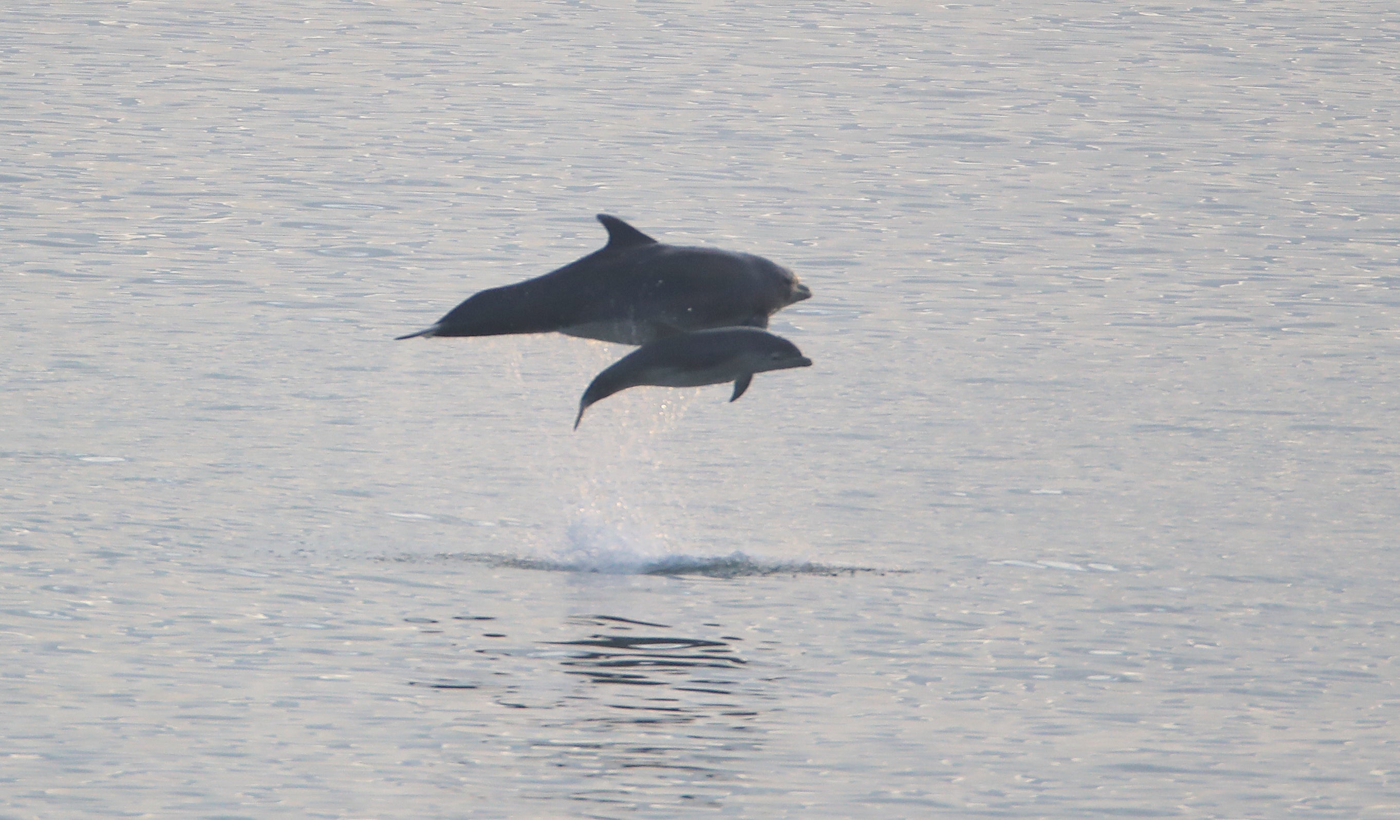 Scientists have found bottlenose dolphins in Wales communicate differently compared to other parts of the world