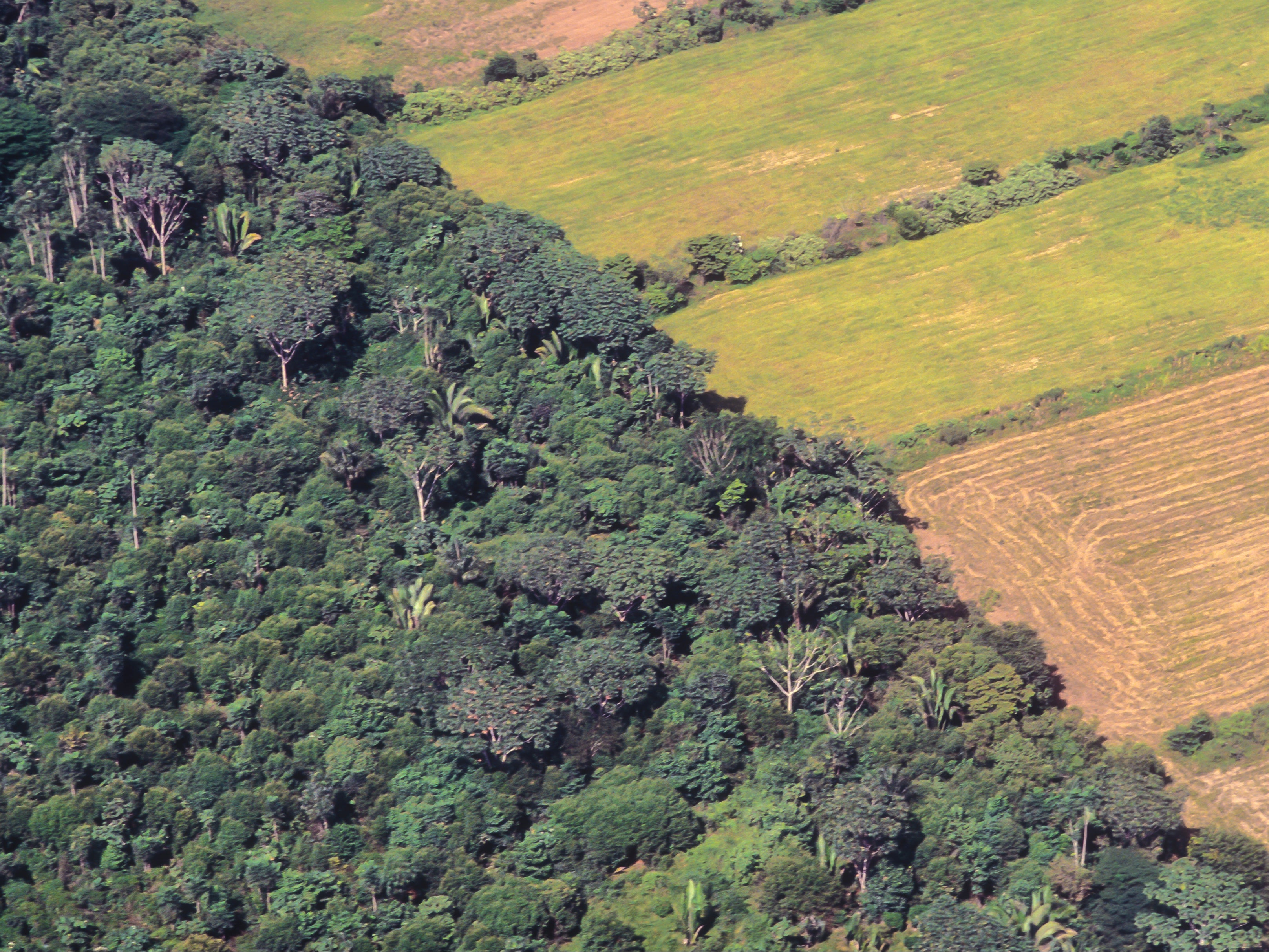 Soya farm field besides the original forest of the Amazon in Brazil