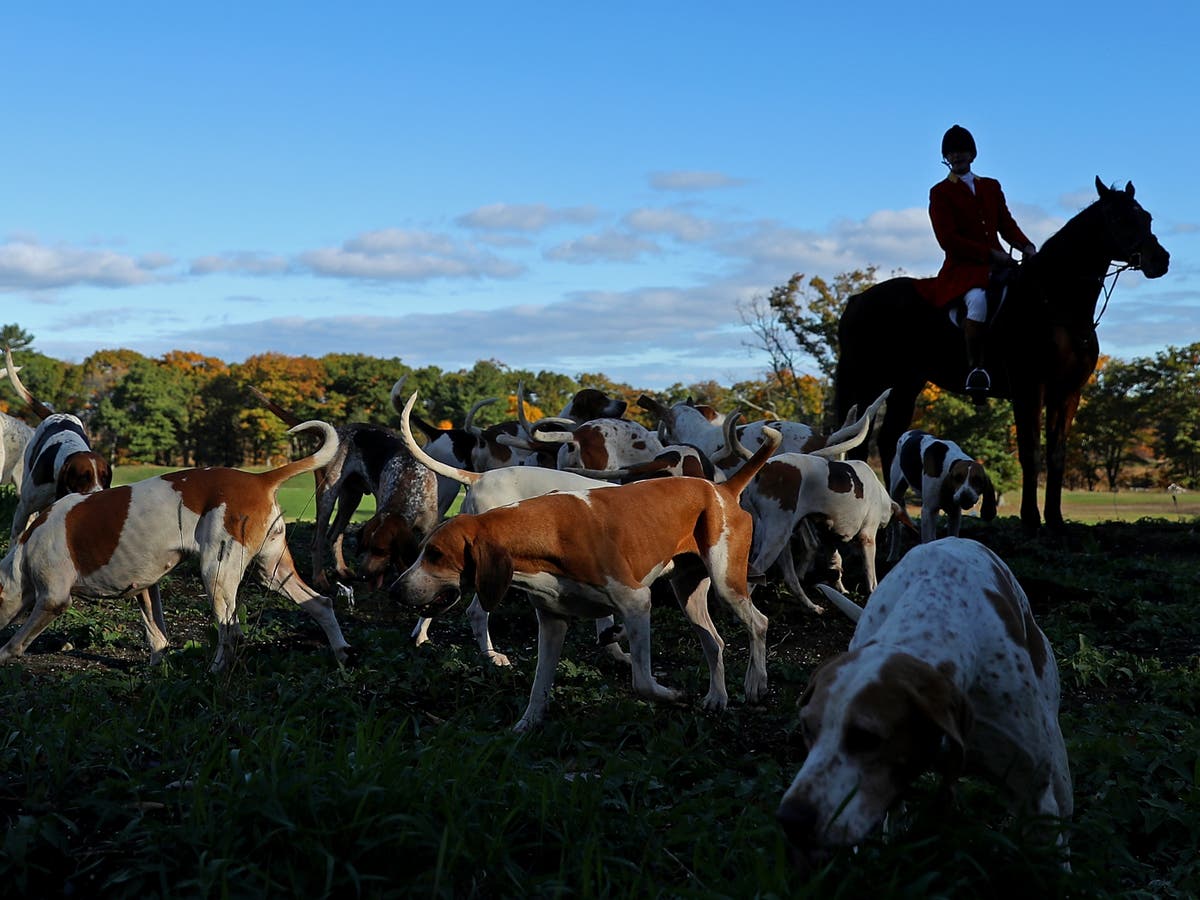 Leading huntsman guilty of running Zoom webinars encouraging illegal foxhunting Leading huntsman guilty of running Zoom webinars encouraging illegal foxhunting