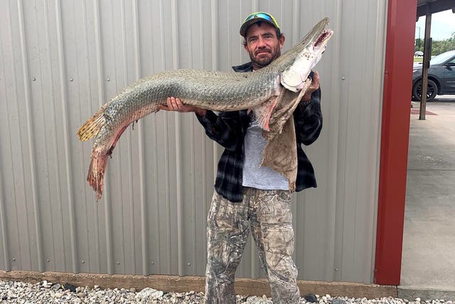 <p>The alligator gar was caught in Neosho River </p>