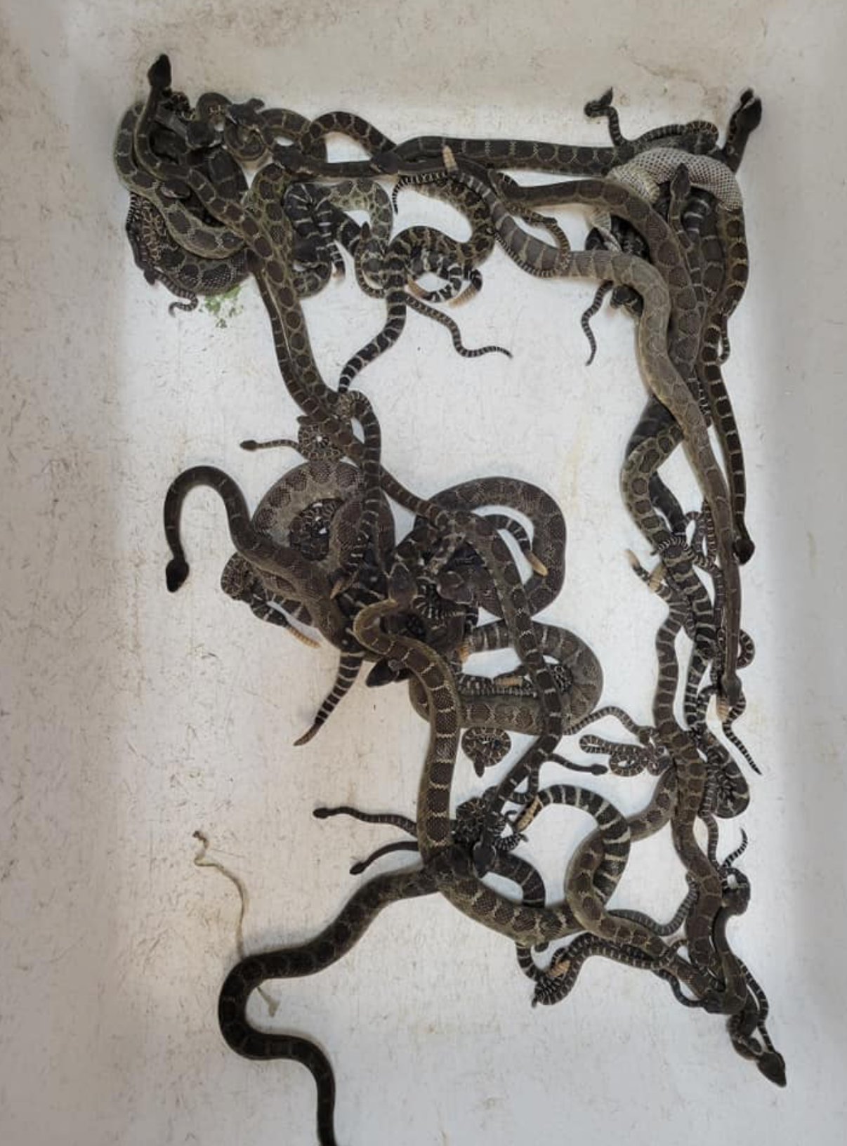 Some of the 90 rattlesnakes pulled out underneath a home in Santa Rosa, California
