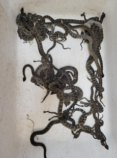Terrifying haul of 90 snakes found under California home: ‘Every three minutes I would find another snake’