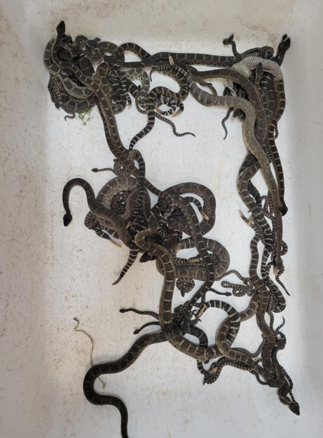 <p>Some of the 90 rattlesnakes pulled out underneath a home in Santa Rosa, California</p>