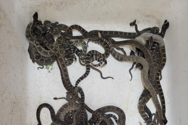 <p>Some of the 90 rattlesnakes pulled out underneath a home in Santa Rosa, California</p>
