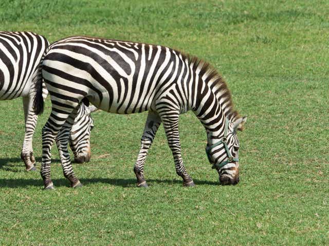 <p>File: A zebra grazing on a farm in southern Maryland </p>