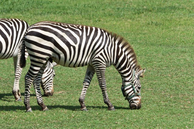 <p>File: A zebra grazing on a farm in southern Maryland </p>