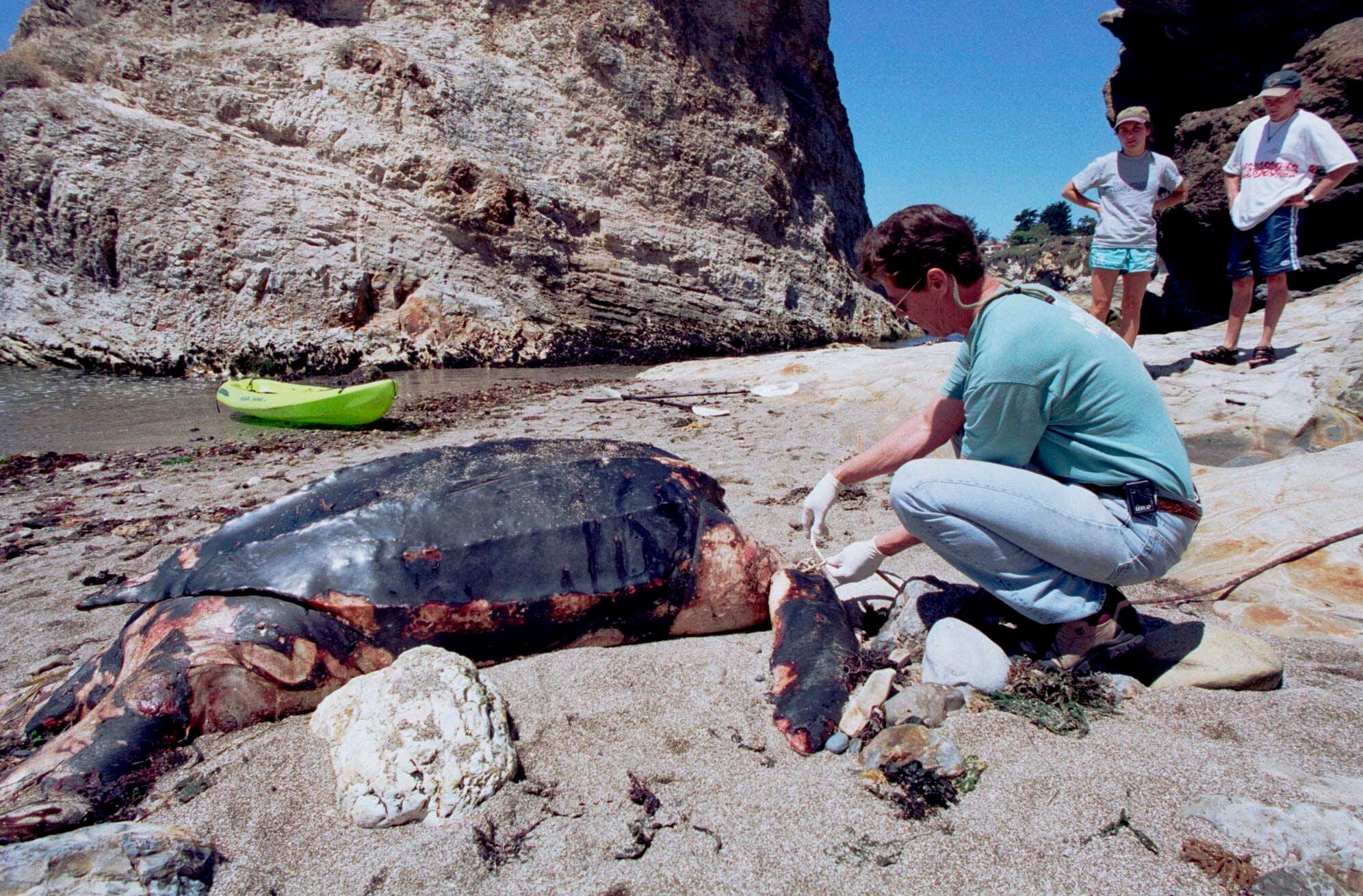 California Sea Turtle Endangered