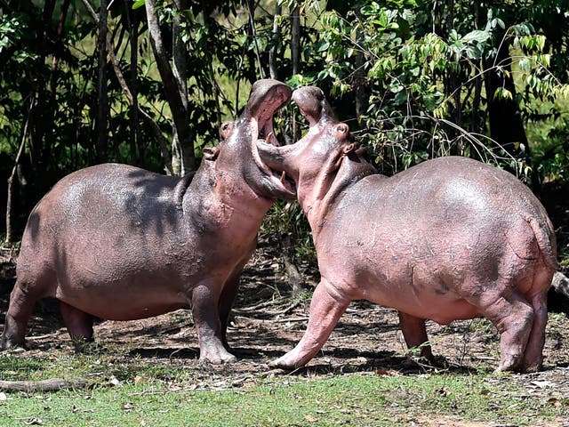 <p>Hippos are seen at the Hacienda Napoles theme park, once the private zoo of drug kingpin Pablo Escobar at his Napoles ranch</p>