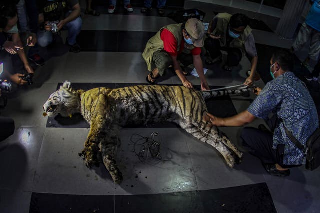 Indonesia Sumatran Tiger Dead