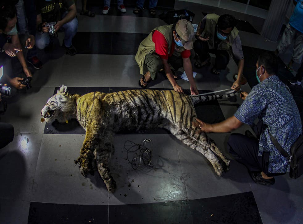 Indonesia Sumatran Tiger Dead