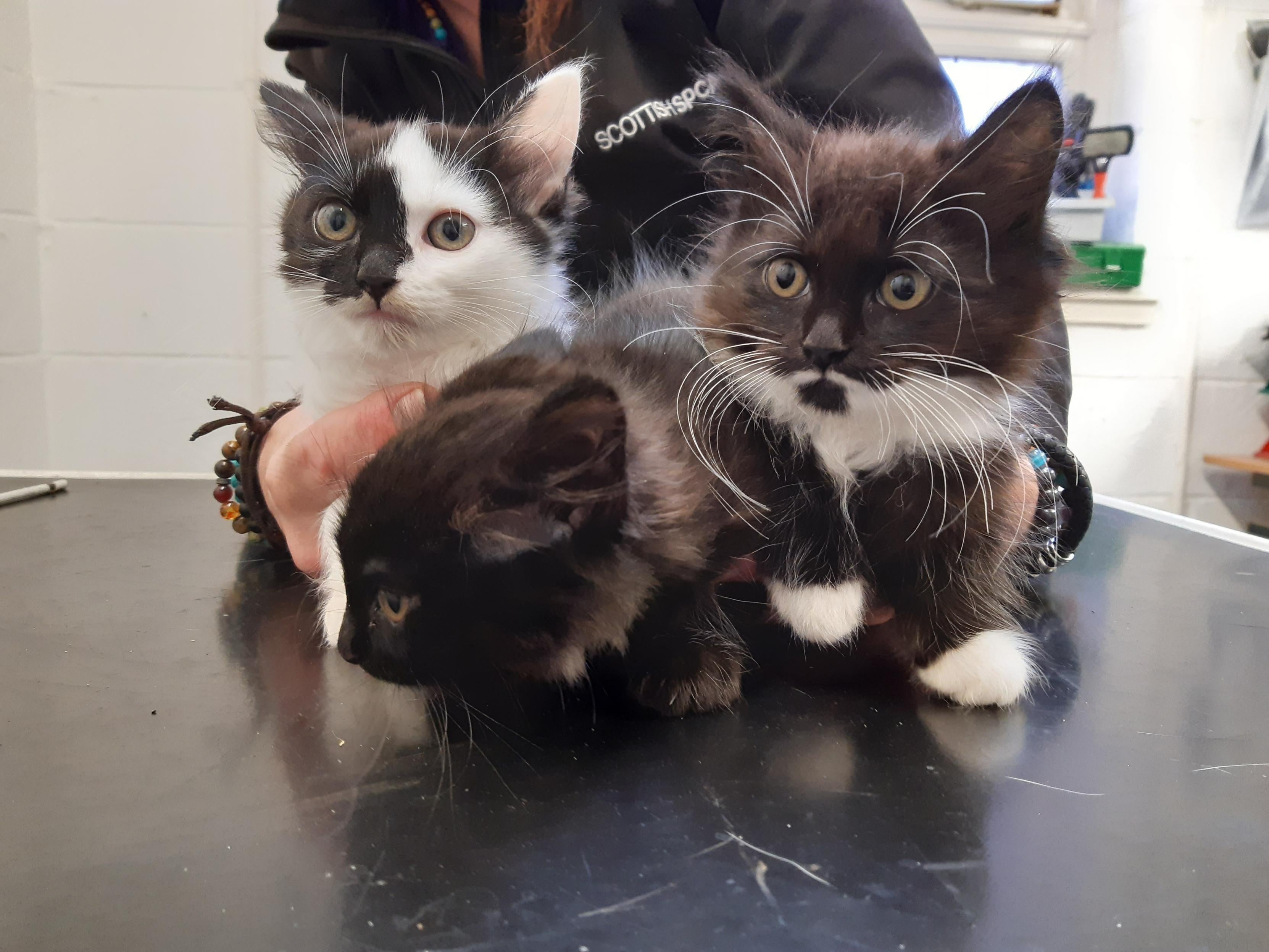 Three kittens, above, were found abandoned in a vodka box in a Scottish park