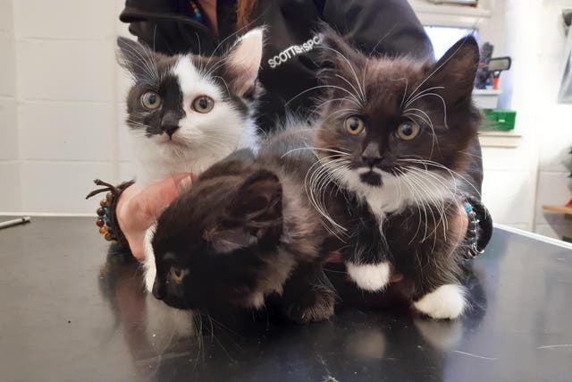 <p>Three kittens, above, were found abandoned in a vodka box in a Scottish park</p>