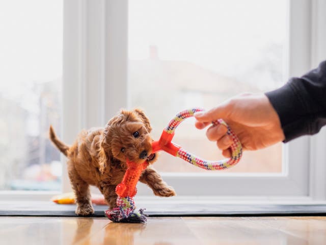<p>A puppy plays with a tug toy </p>
