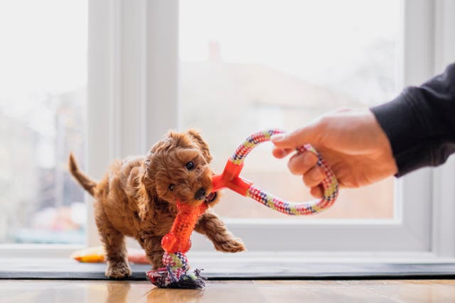 <p>A puppy plays with a tug toy </p>