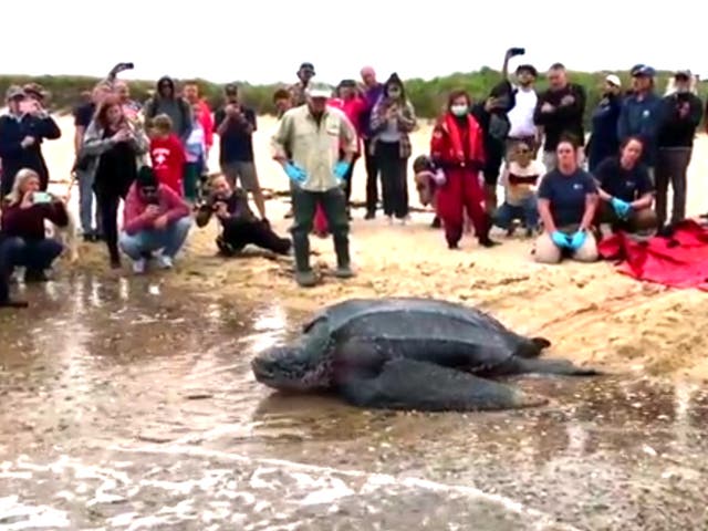 <p>A crowd of onlookers cheers as the leatherback sea turtle is returned to the Atlantic at Herring Cove near Provincetown, Massachusetts</p>