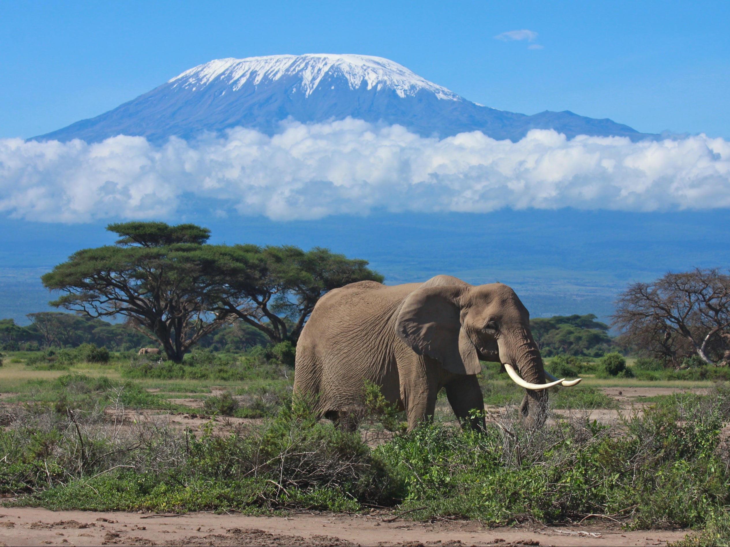 Endangered species – an elephant in front of the glaciated cap of Kilimanjaro in Tanzania