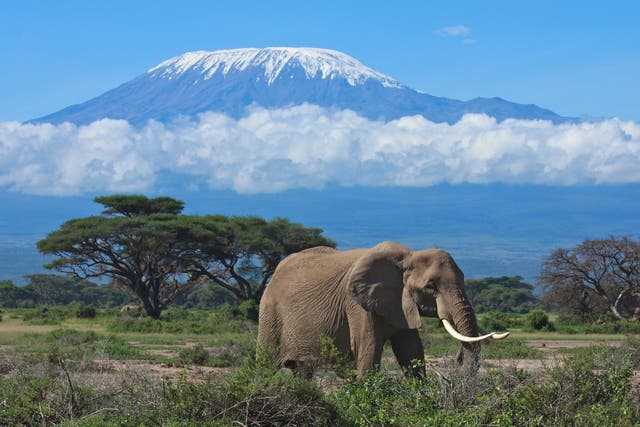 <p>Endangered species – an elephant in front of the glaciated cap of Kilimanjaro in Tanzania</p>