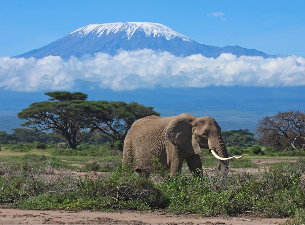 <p>Endangered species – an elephant in front of the glaciated cap of Kilimanjaro in Tanzania</p>