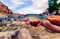 US formally removes Colorado River fish's endangered status