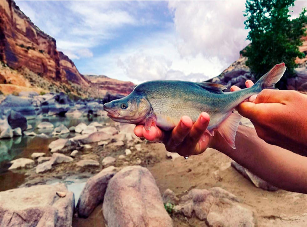 Colorado River-Endangered Fish
