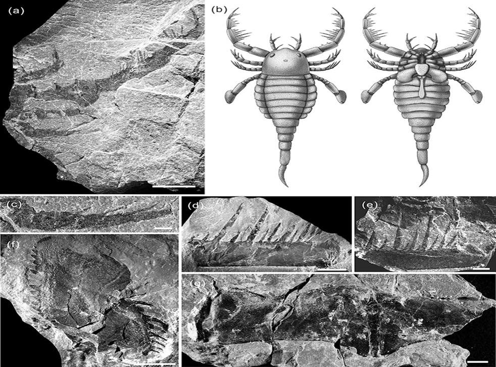 Terropterus xiushanensis, dog-sized sea scorpion, roamed ancient sea floors  in south China as &#39;top predator&#39;, study shows | The Independent