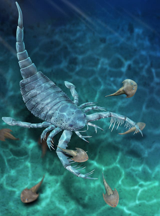 <p>A reconstruction of the ‘Terropterus xiushanensis’ sea scorpion</p>