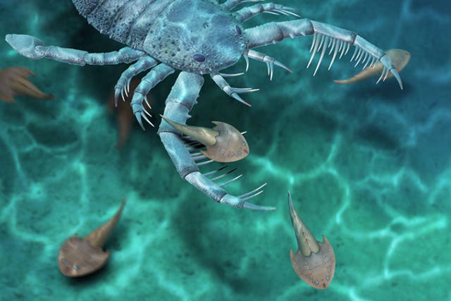 <p>A reconstruction of the ‘Terropterus xiushanensis’ sea scorpion</p>