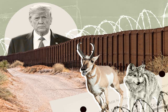 <p>The US-Mexico border wall could obstruct the movement of 122 mammal species as they are displaced by the effects of climate change, a recent study found</p>