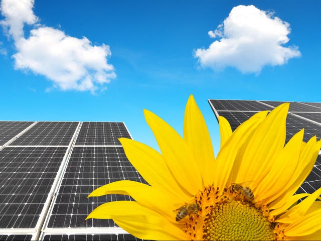 <p>Honey bees living on solar farms could bring major benefits to farmers, researchers say</p>