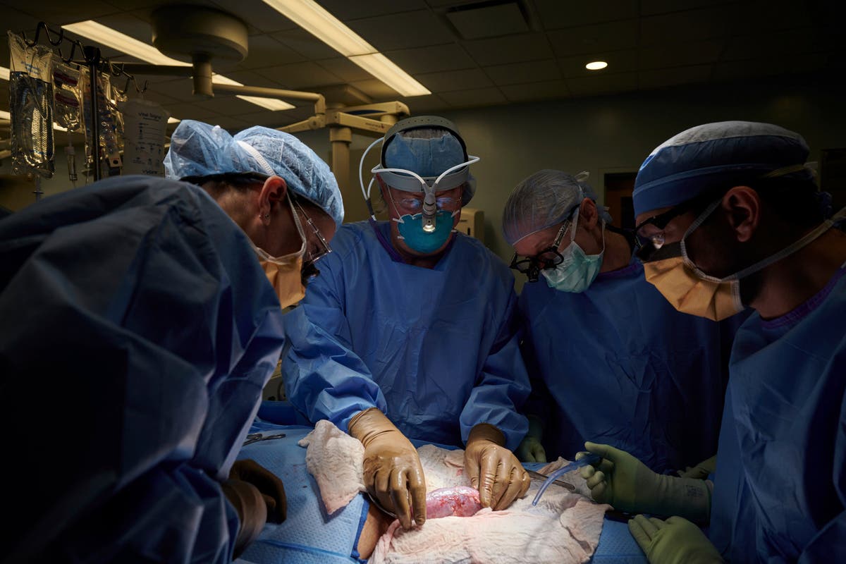 Pig-to-human transplants come a step closer with new test