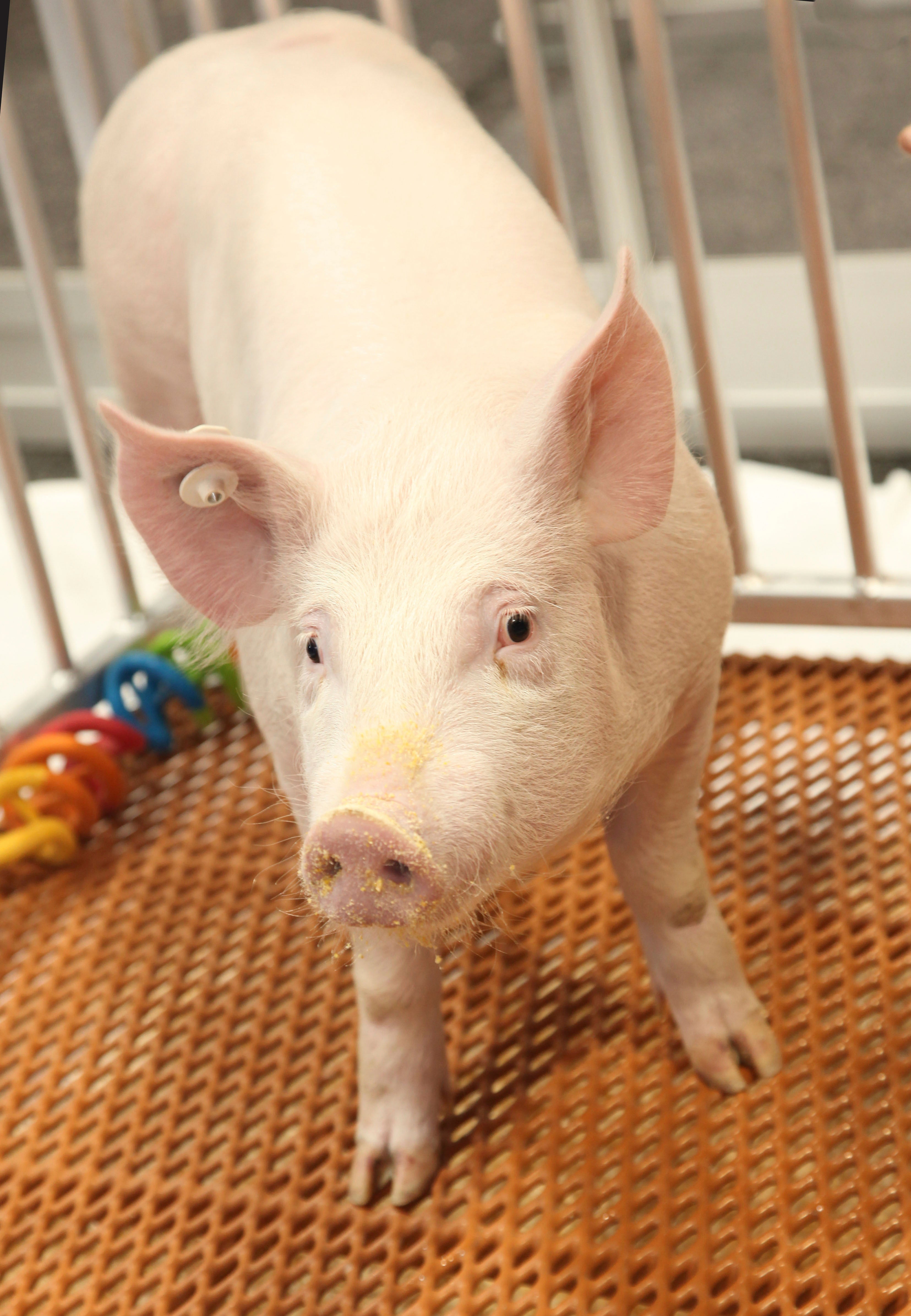 File: One of the ‘GalSafe’ pigs which was genetically engineered to eliminate a sugar molecule in pig cells, foreign to the human body. A kidney from one of these pigs was used in the transplant test