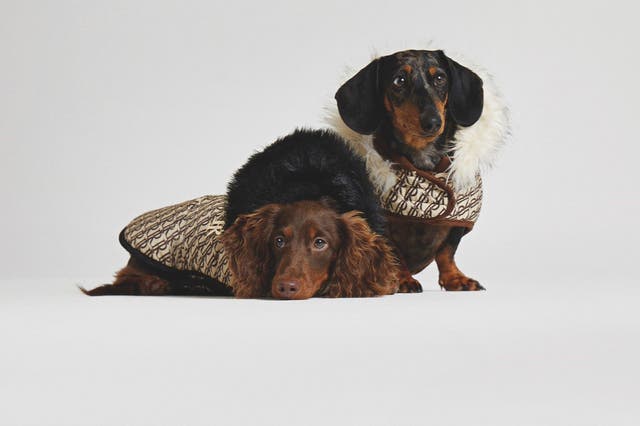 <p>River Island’s new dog clothing and accessories collection, RI Dog, includes jumpers, coats, leashes and more</p>