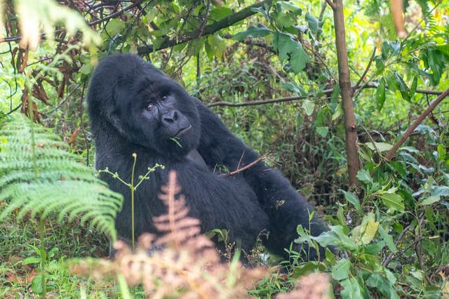 <p>Mountain gorillas share 98% of DNA with humans, making them especially susceptible to transfer of disease</p>
