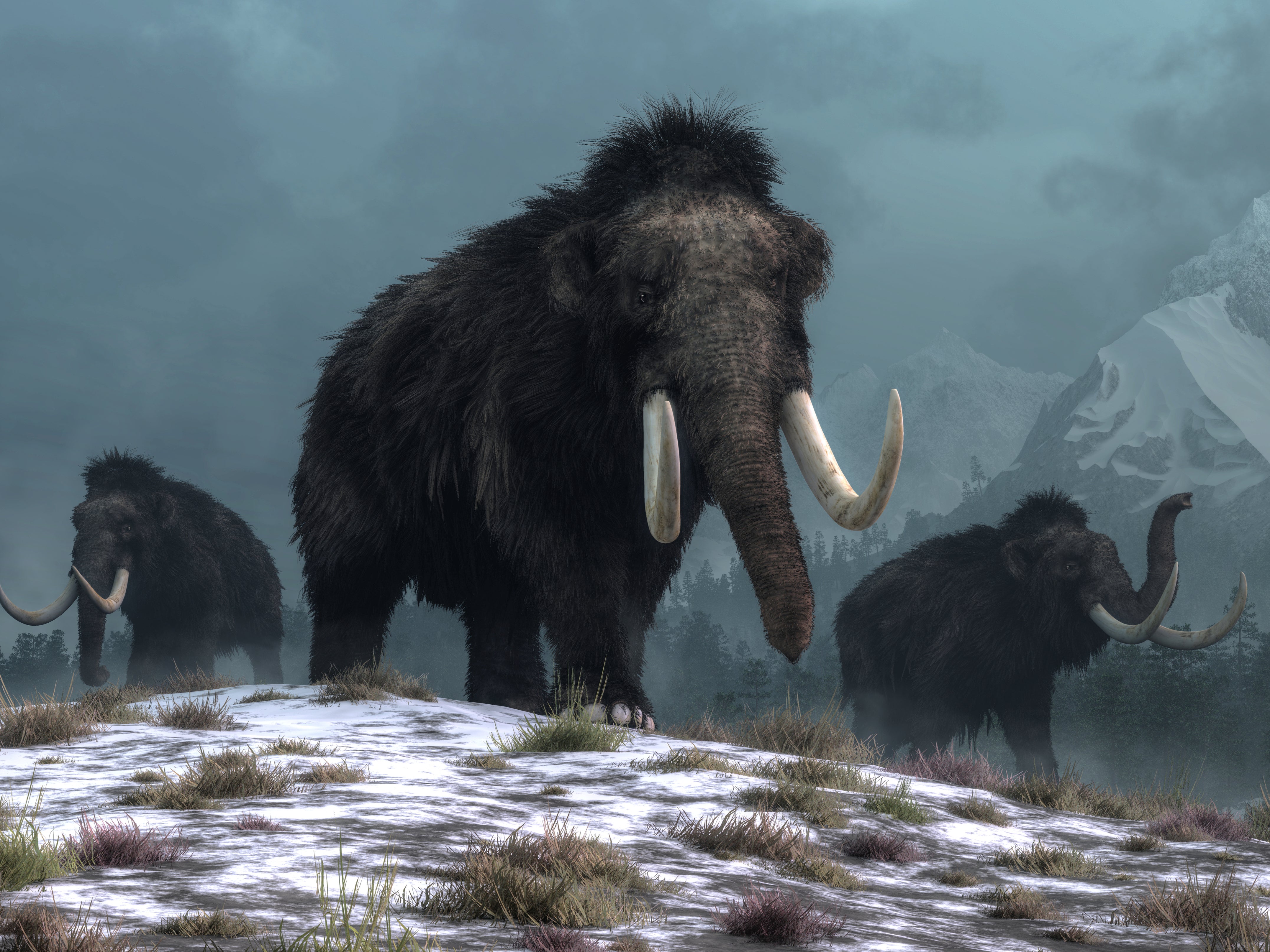 Mammoths may have helped to stop wildfires, new research suggests