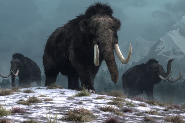 <p>Changes to tundra landscapes due to warming climates left mammoths with little to eat,  research suggests </p>
