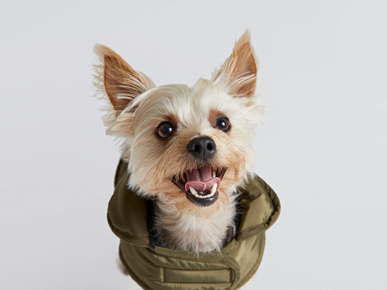 River Island’s new RI Dog collection includes coats, jumpers, leashes and other dog accessories