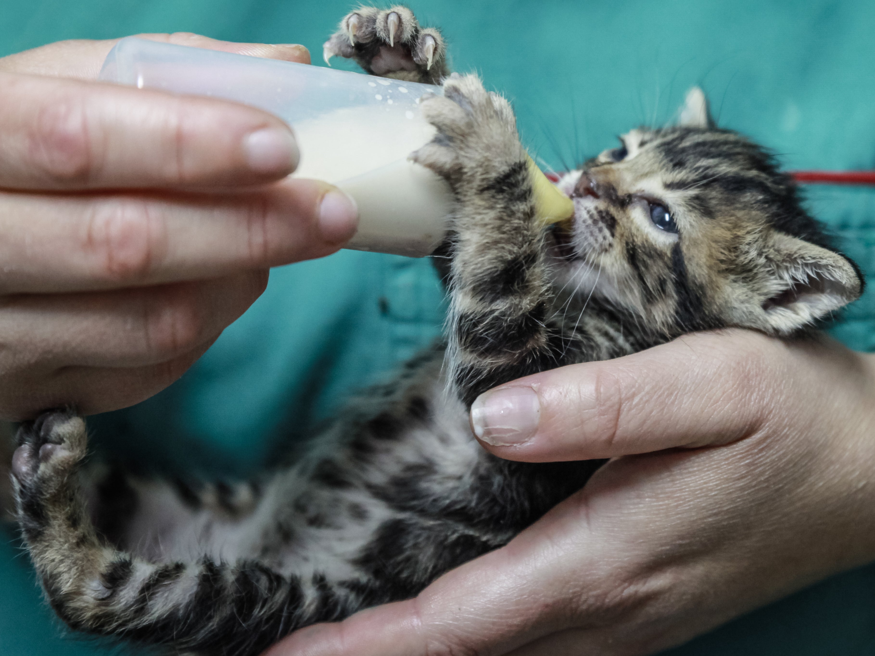 Kittens are sold sick or when they are too young to be separated from their mothers