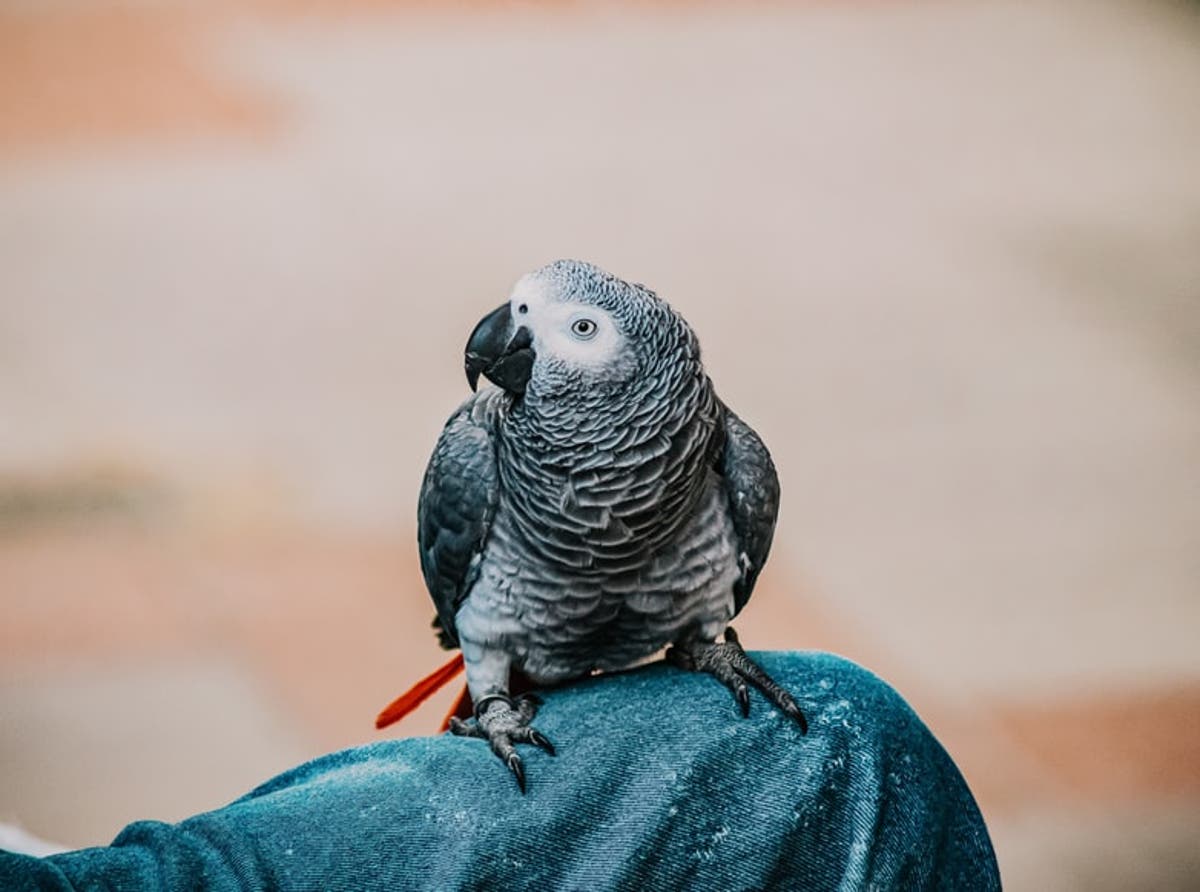 Kenya&rsquo;s talking bird faces extinction