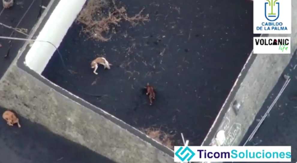Three dogs stranded in an abandoned yard in the Spanish Canary Island of La Palma