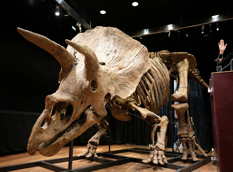 FRANCIA-TRICERATOPS