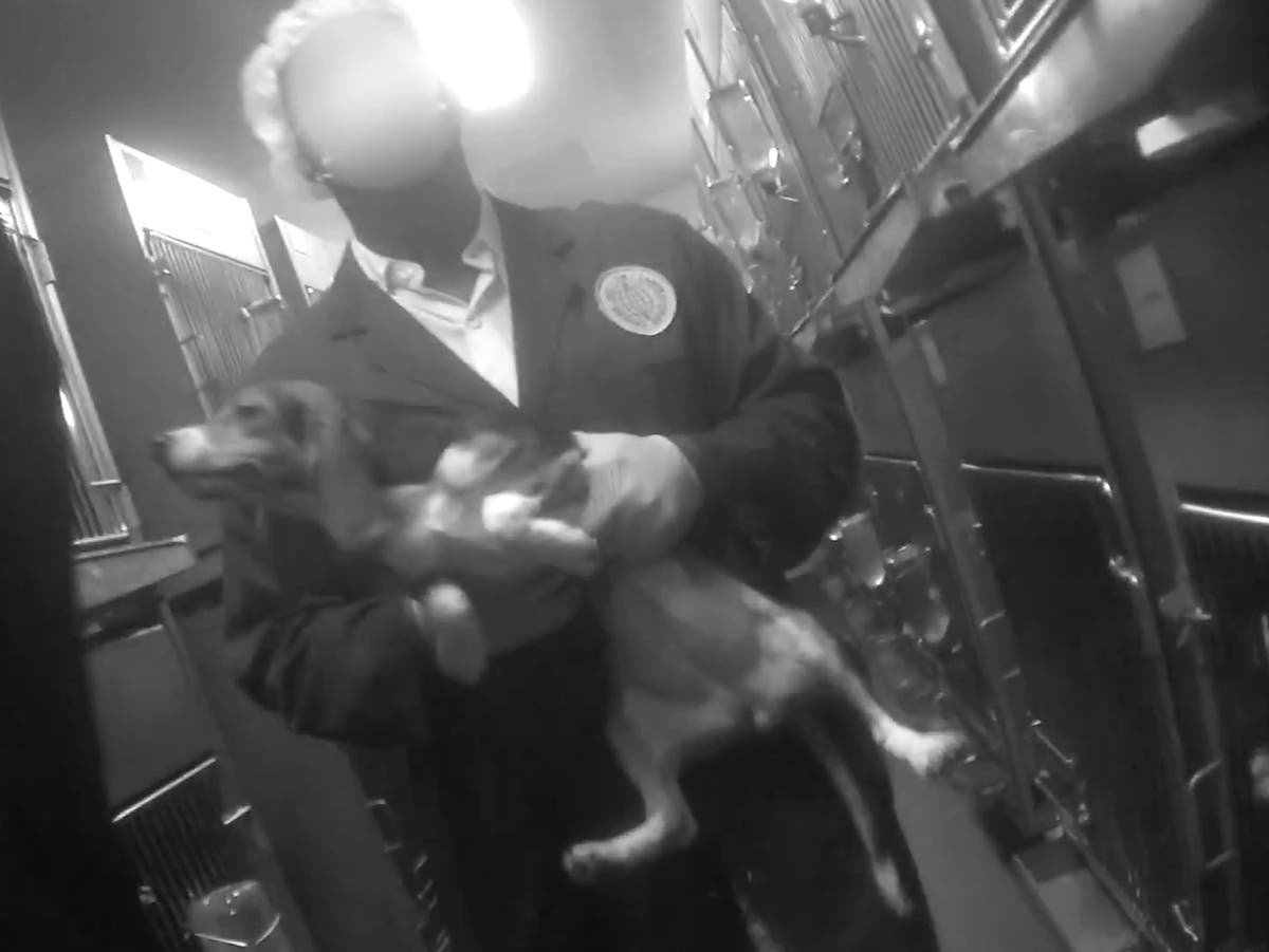 Peter Egan and Ricky Gervais call for ban on charities fighting animal experiments to be ditched