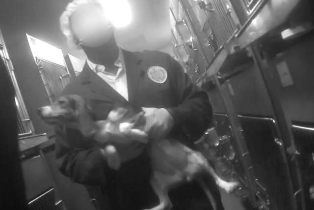 <p>Beagle transportado en laboratorio. </p>