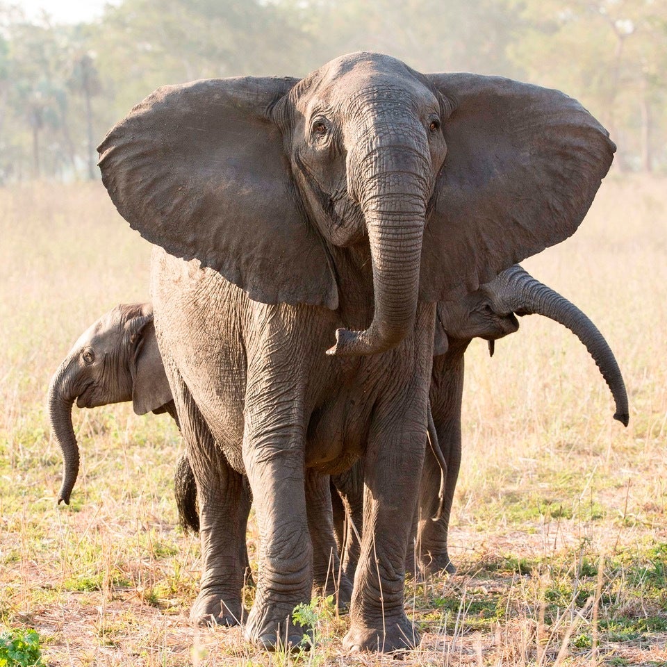 Elephants Missing Tusks