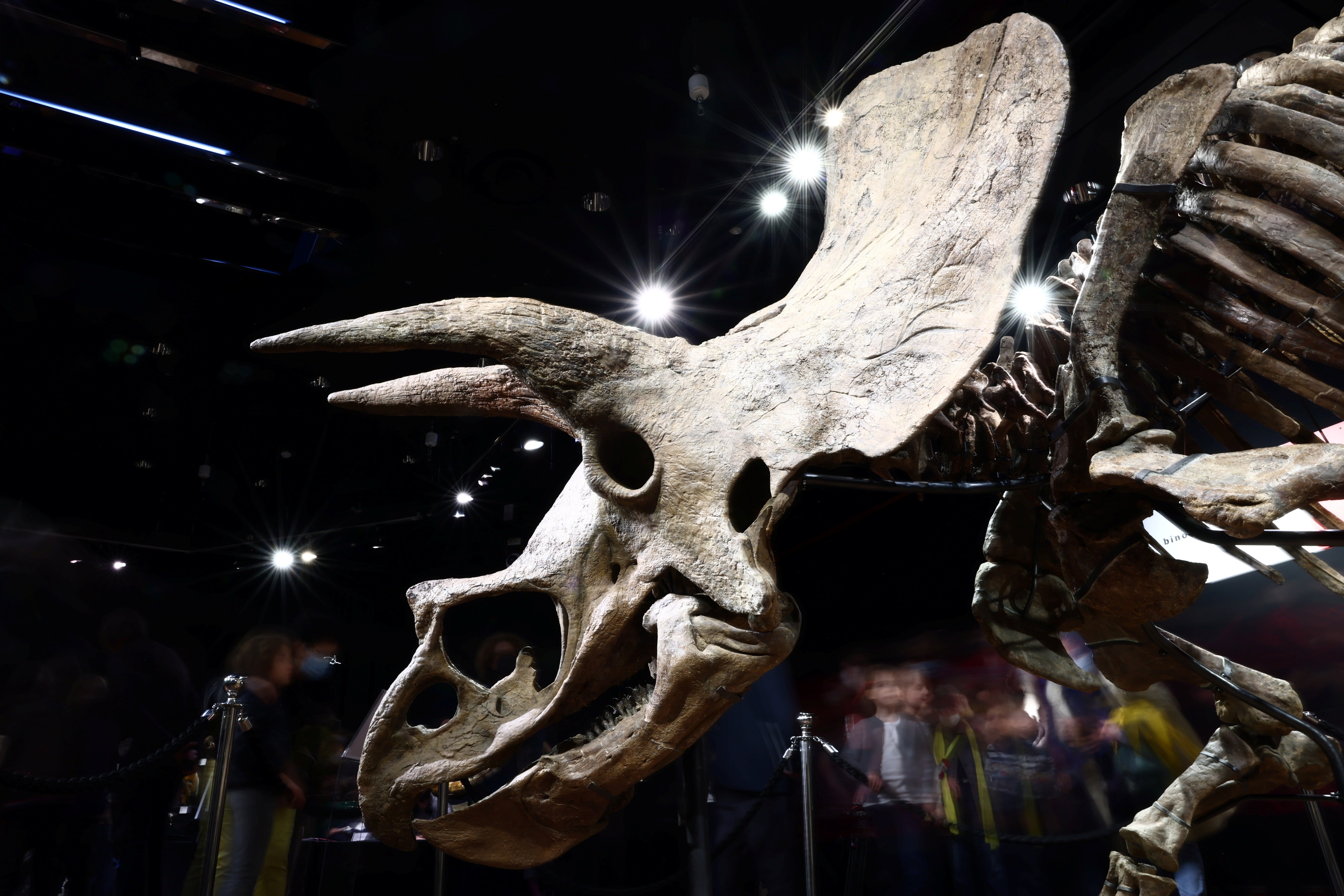 The skeleton of ‘Big John’, a gigantic Triceratops over 66 million years old, seen on display