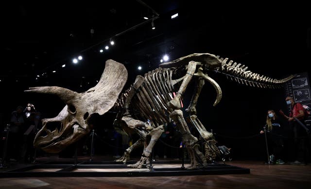 <p>Visitors look at the skeleton of a gigantic Triceratops over 66 million years old, named ‘Big John’, on display before its auction at Drouot auction house in Paris, France on 20 October 2021</p>