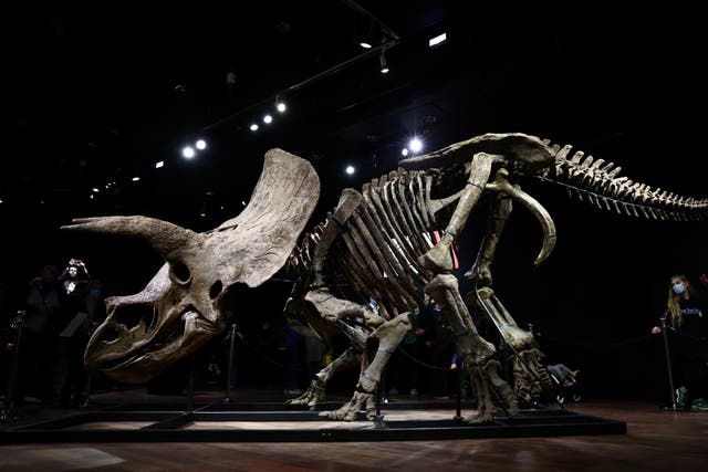 <p>Visitors look at the skeleton of a gigantic Triceratops over 66 million years old, named ‘Big John’, on display before its auction at Drouot auction house in Paris, France on 20 October 2021</p>