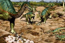 Over 100 dinosaur eggs discovered in Argentina