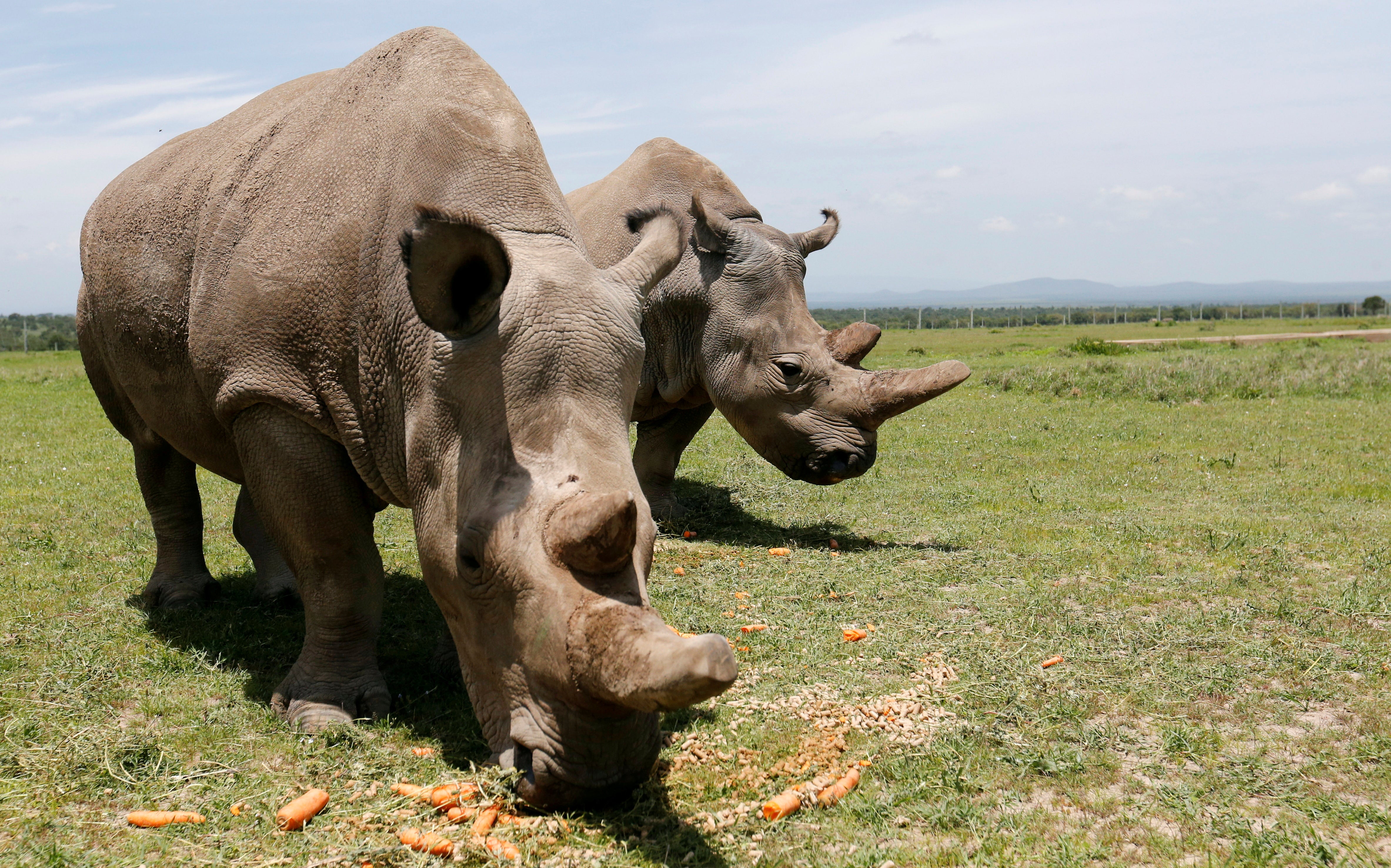<p>Najin and her daughter Fatu are the last two northern white rhinos in the world </p>