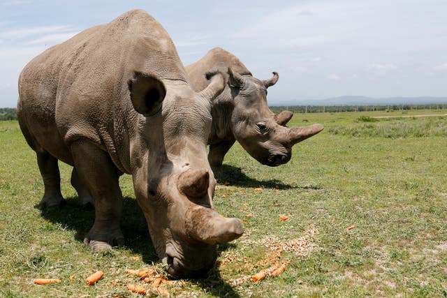 <p>Najin and her daughter Fatu are the last two northern white rhinos in the world </p>